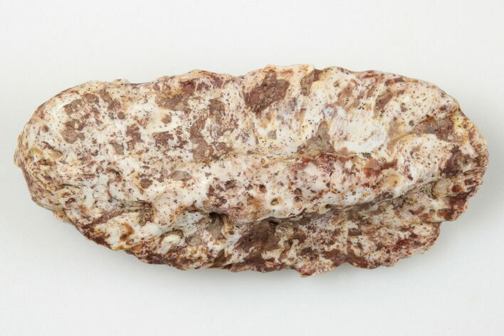 Fossil Phytosaur Scute - New Mexico #192681